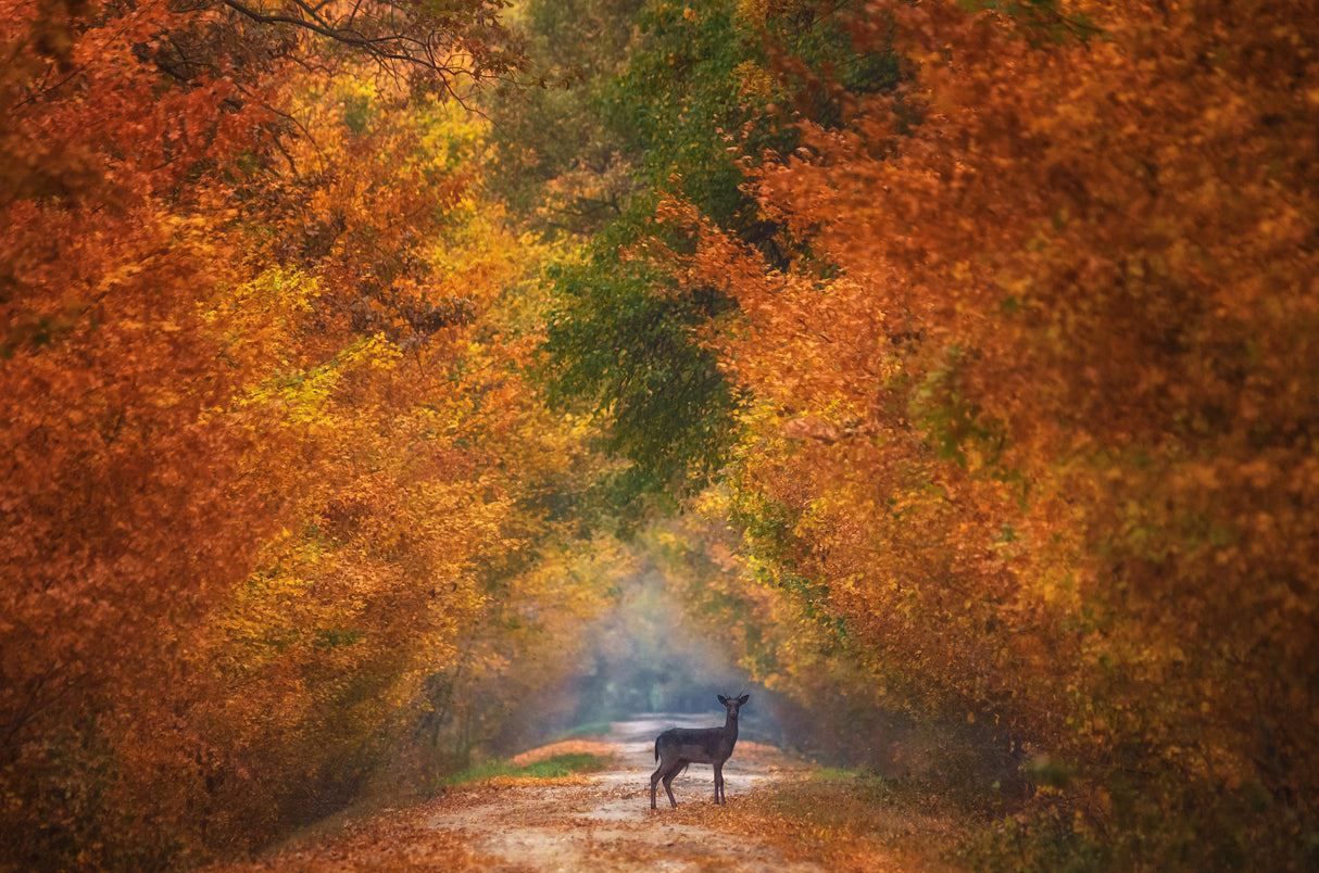 Autumn fantasy Poster och Canvastavla