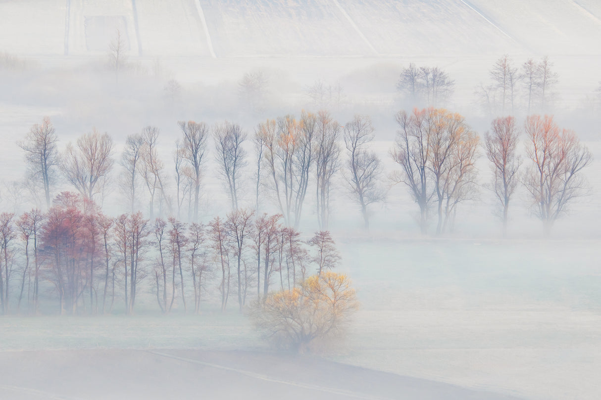 Spring mists Poster och Canvastavla