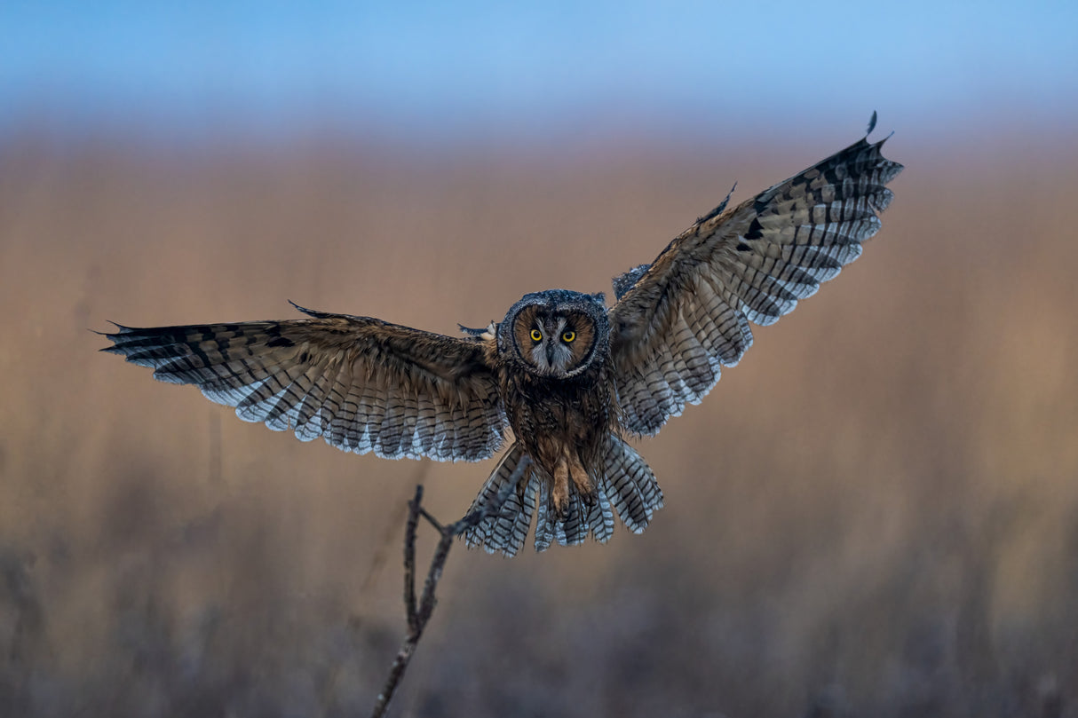 Long-eared owl Poster och Canvastavla