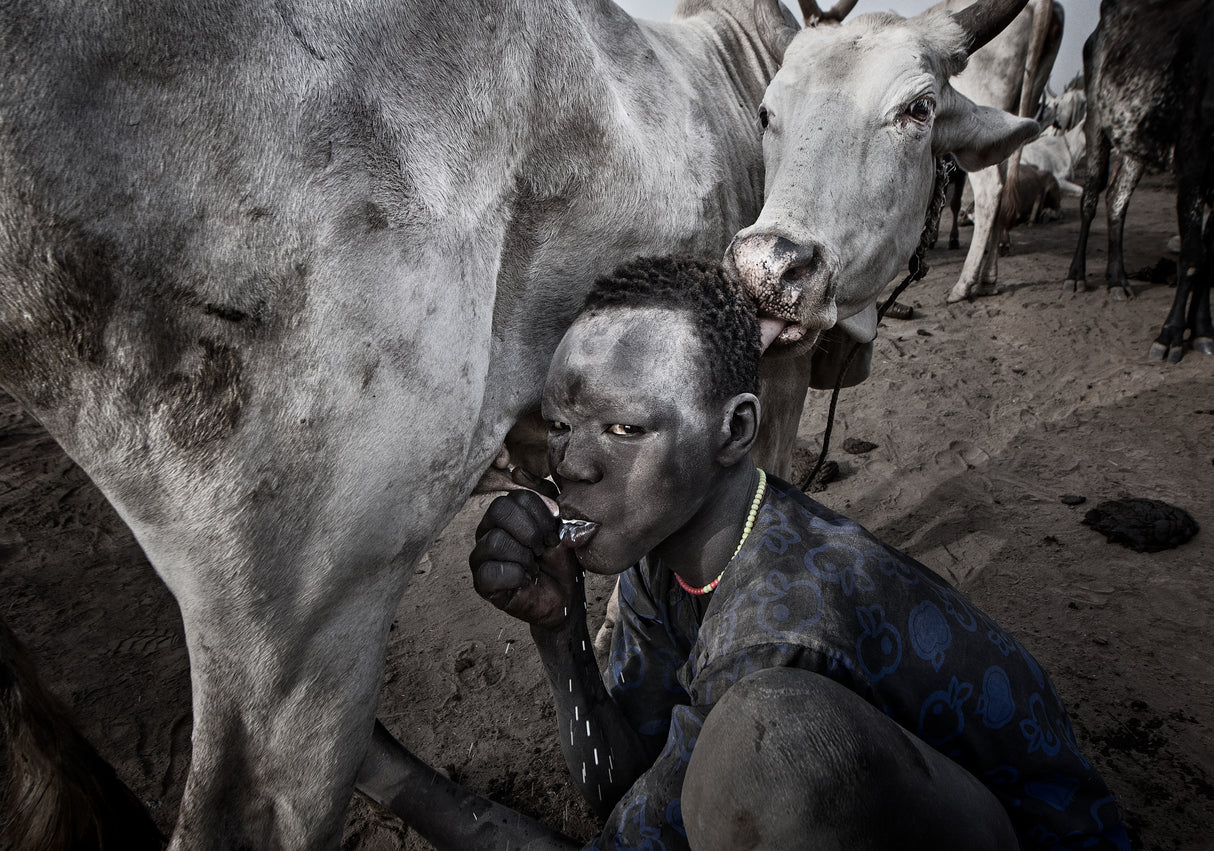The cow accepts that the mundari child drinks the milk from its udders. Poster och Canvastavla