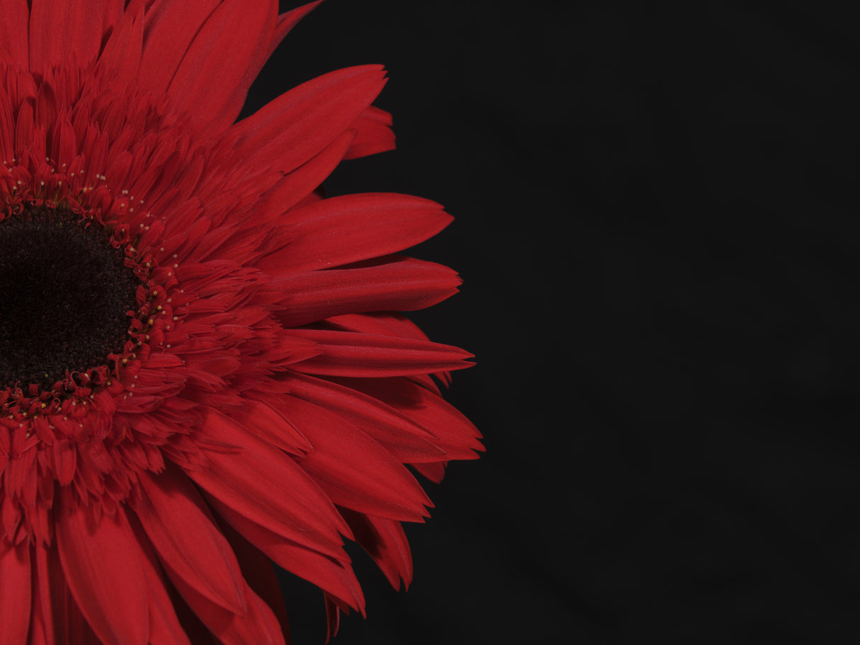 beautiful flower Poster och Canvastavla
