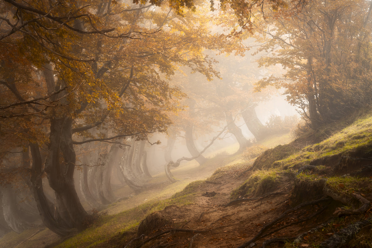 Twisted beeches Poster och Canvastavla