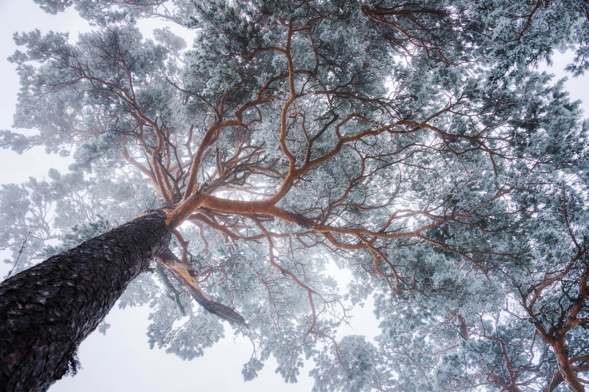 Winter tree lines Poster och Canvastavla