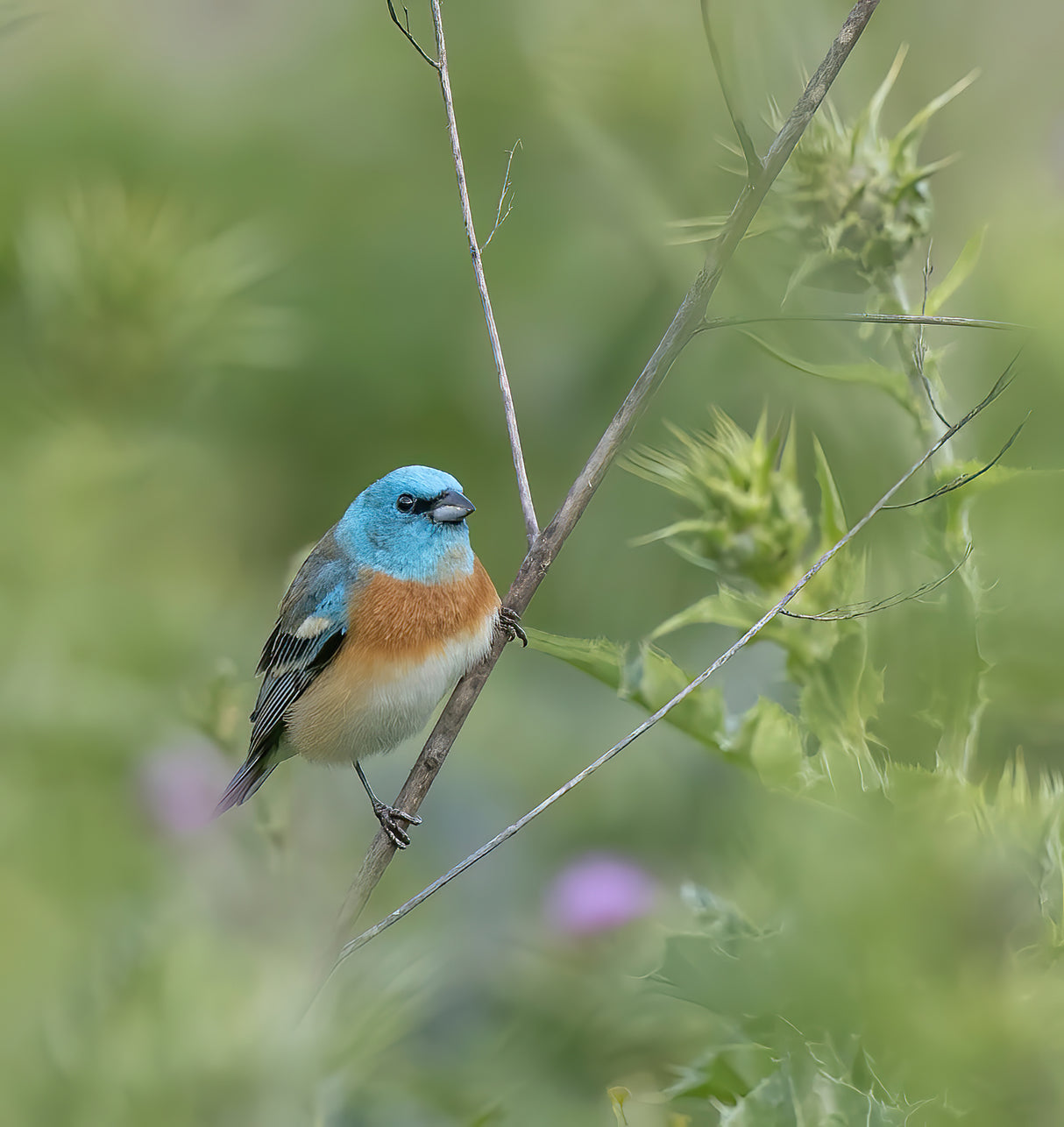 Lazuli Bunting Poster och Canvastavla
