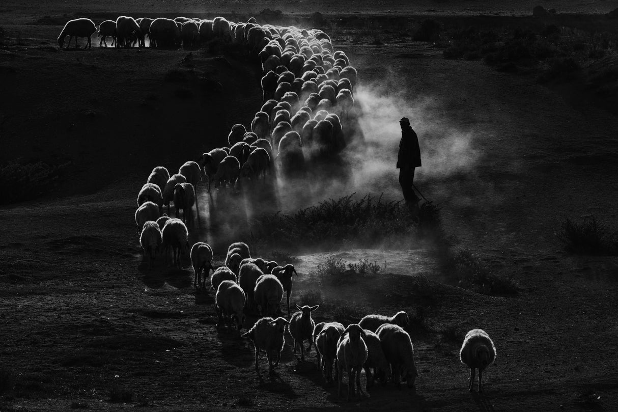 Sheep Herd Poster och Canvastavla