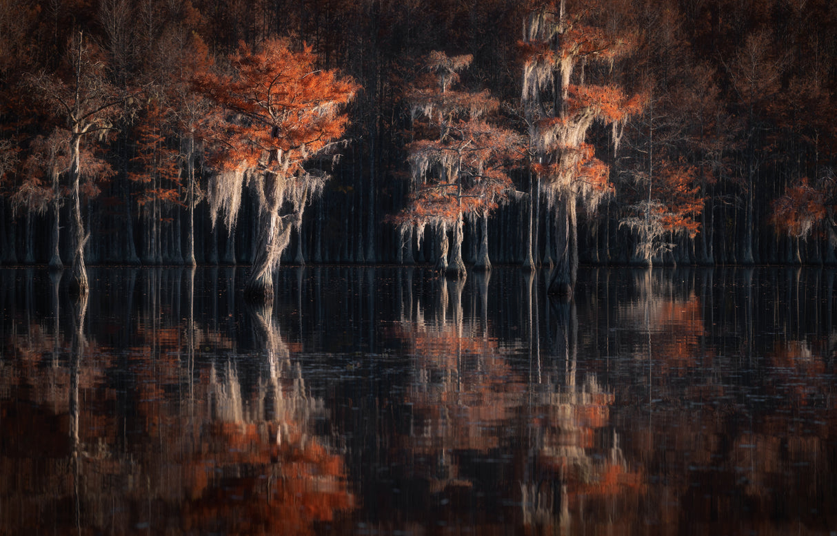 Tapestries of autumn cypress swamps... Poster och Canvastavla