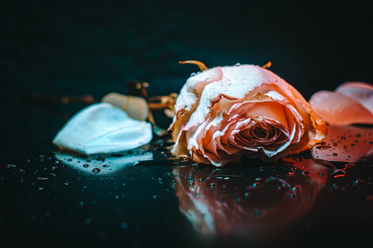 sad rose Poster och Canvastavla