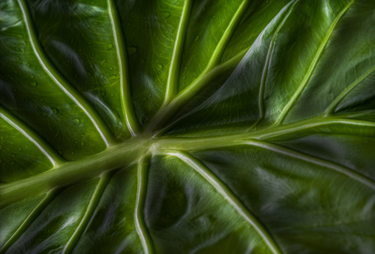 Nature from below Poster och Canvastavla