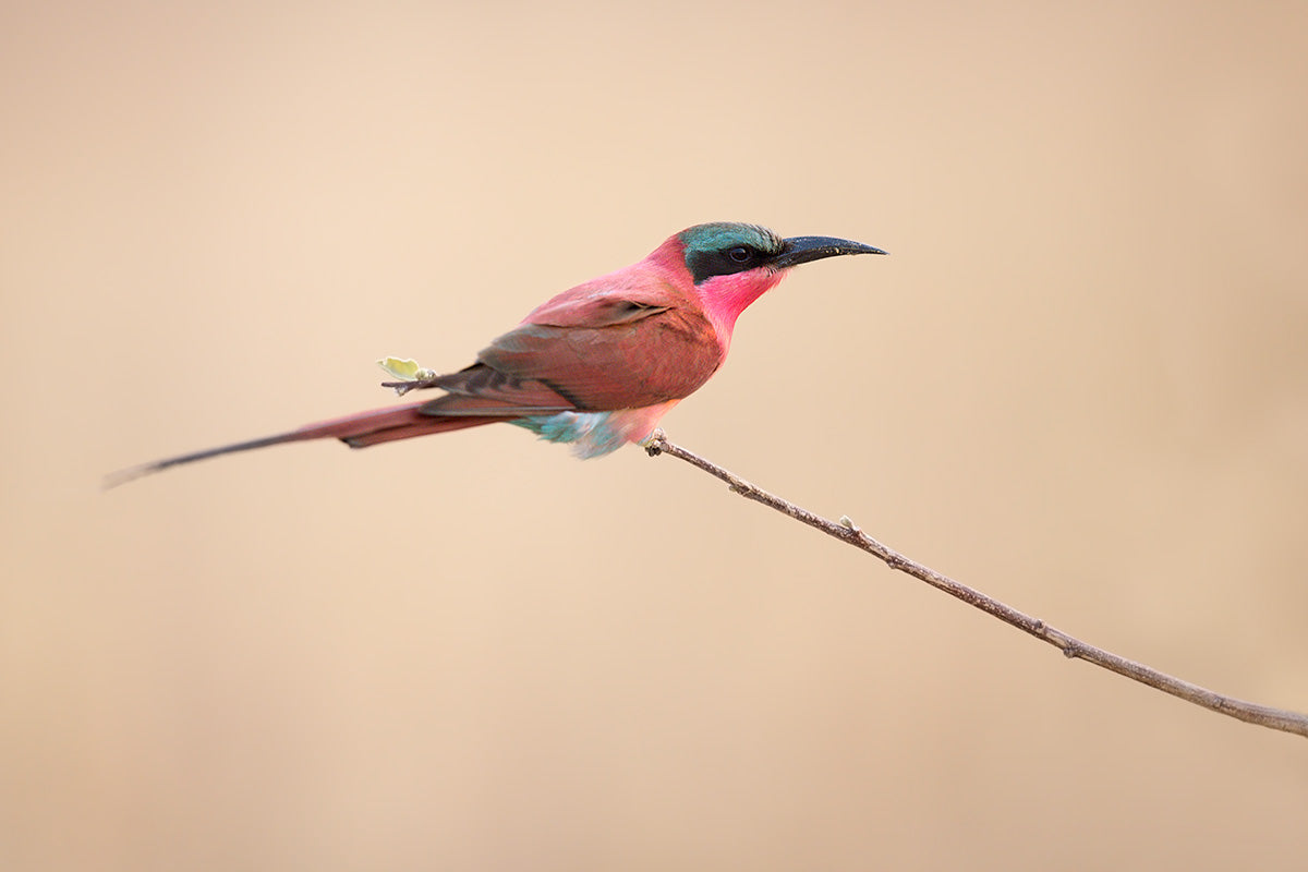 carmine bee-eater Poster och Canvastavla