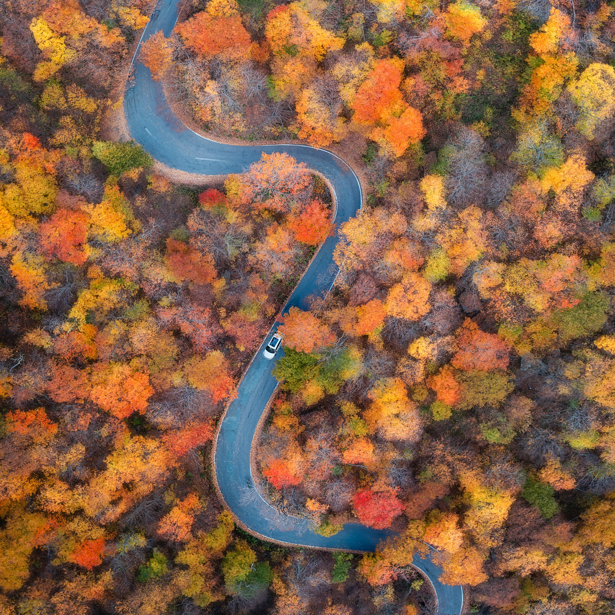Vermont: Through the Fall Poster och Canvastavla