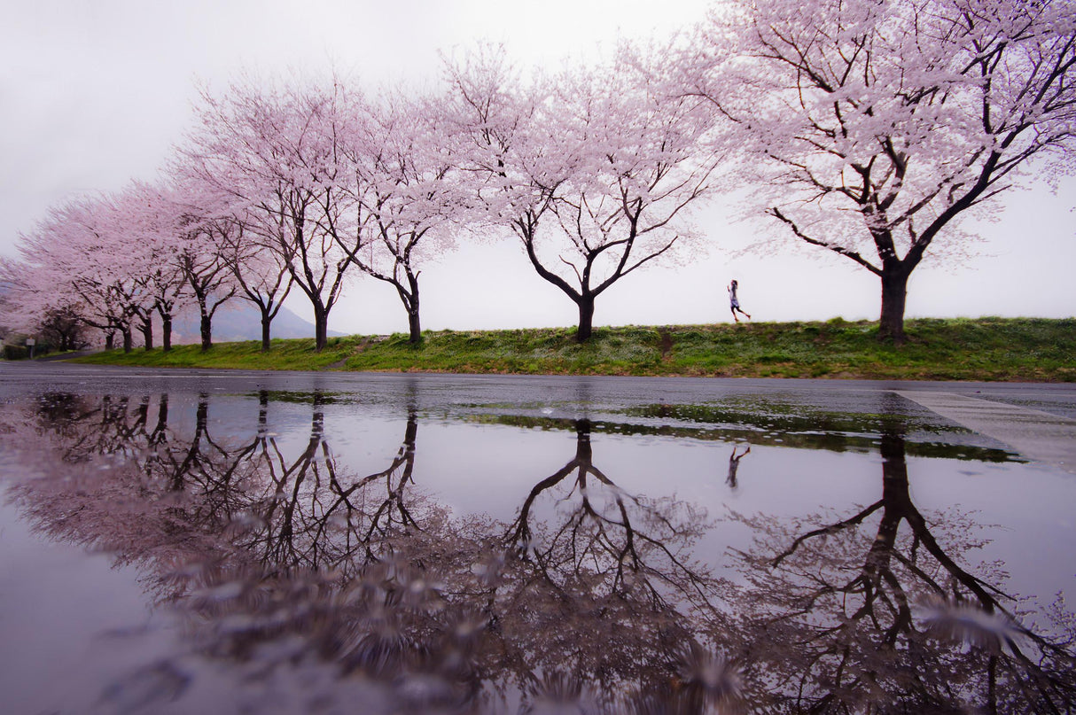 Rain of spring Poster och Canvastavla