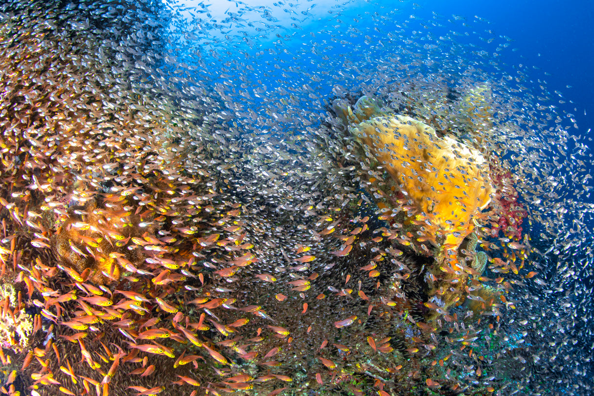 Underwater Life Poster och Canvastavla