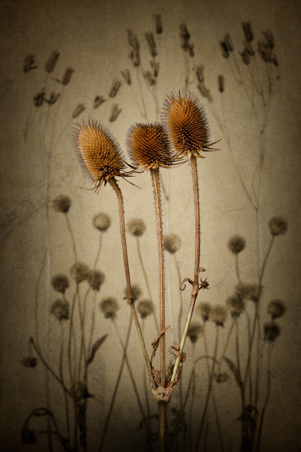 Teasel Poster och Canvastavla