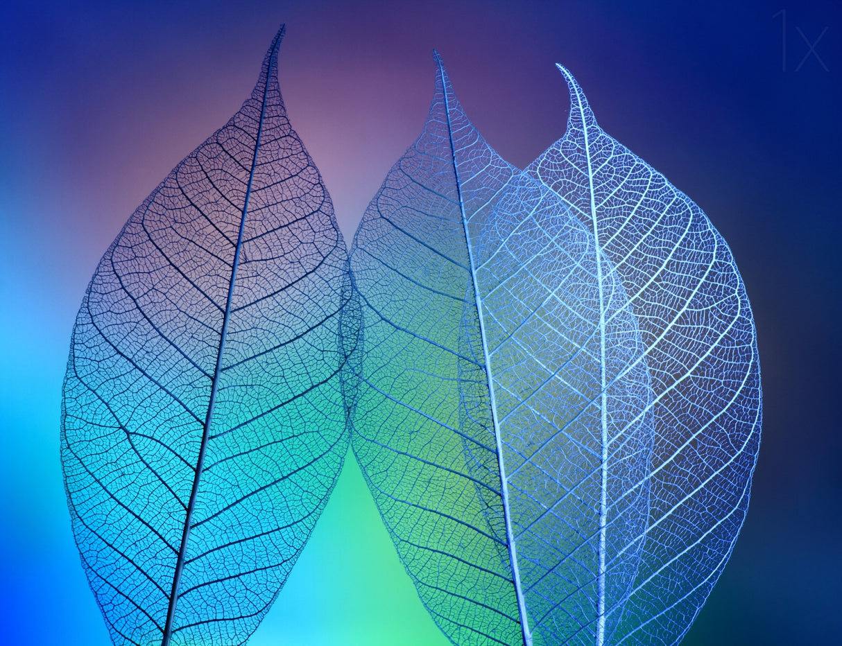 Prismatic leafs Poster och Canvastavla