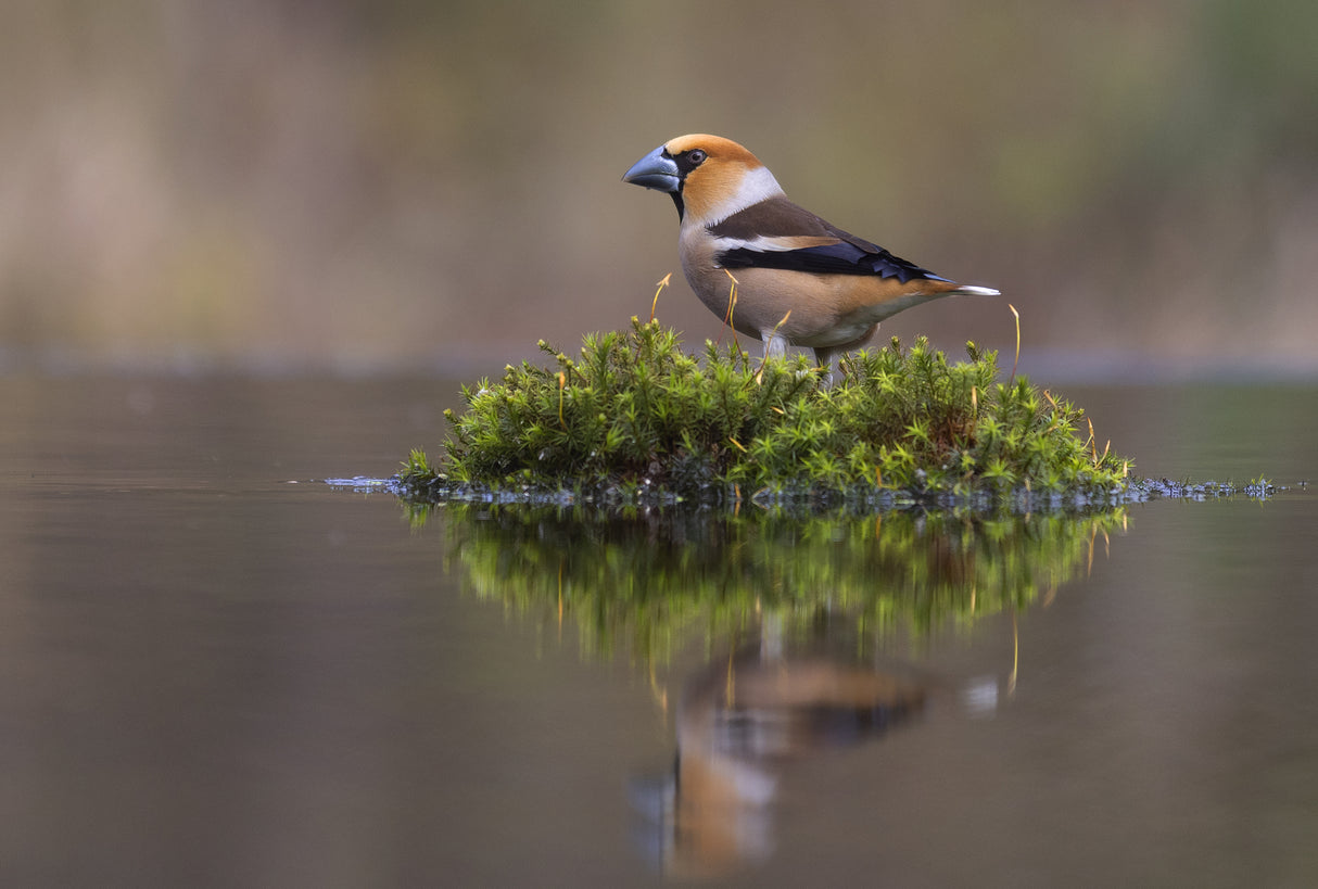 Hawfinch Poster och Canvastavla