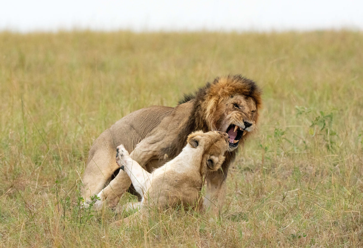 Mating pair Poster och Canvastavla