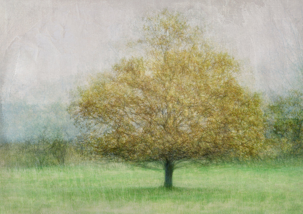 Solitaire Poster och Canvastavla