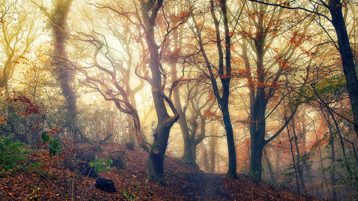 Autumn morning Poster och Canvastavla