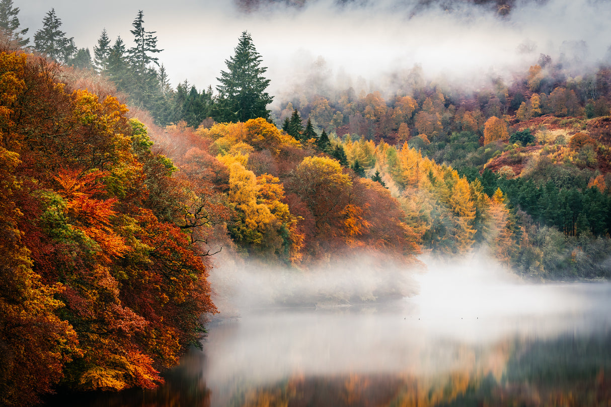 Faskally Autumn Poster och Canvastavla