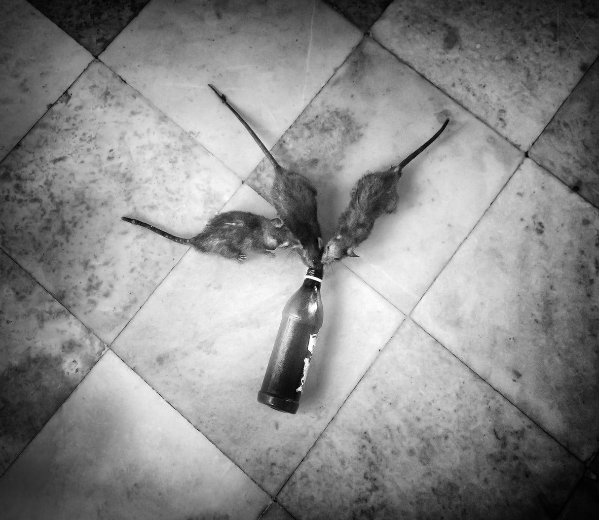Party rats. Poster och Canvastavla