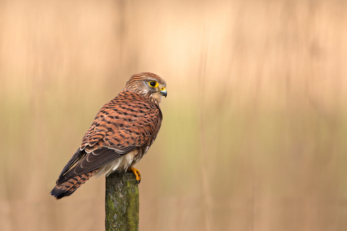 Female Common kestrel Poster och Canvastavla