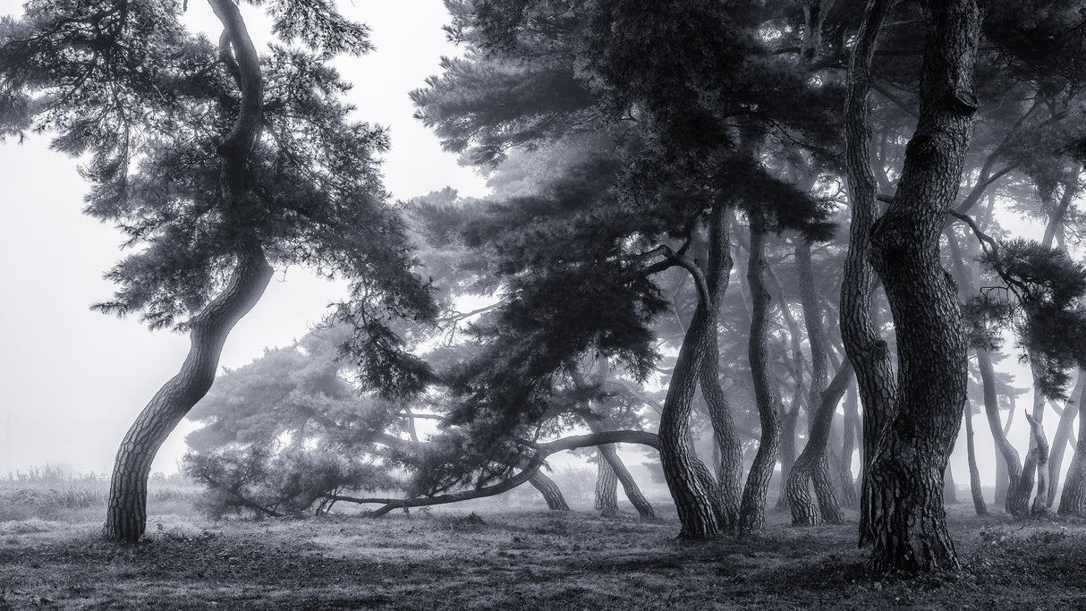 Pine trees dancing in the fog Poster och Canvastavla