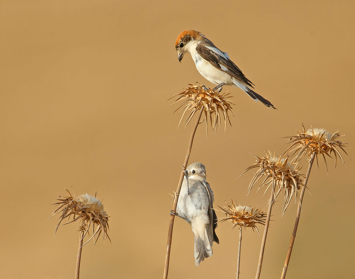 Woodchat Shrike Poster och Canvastavla