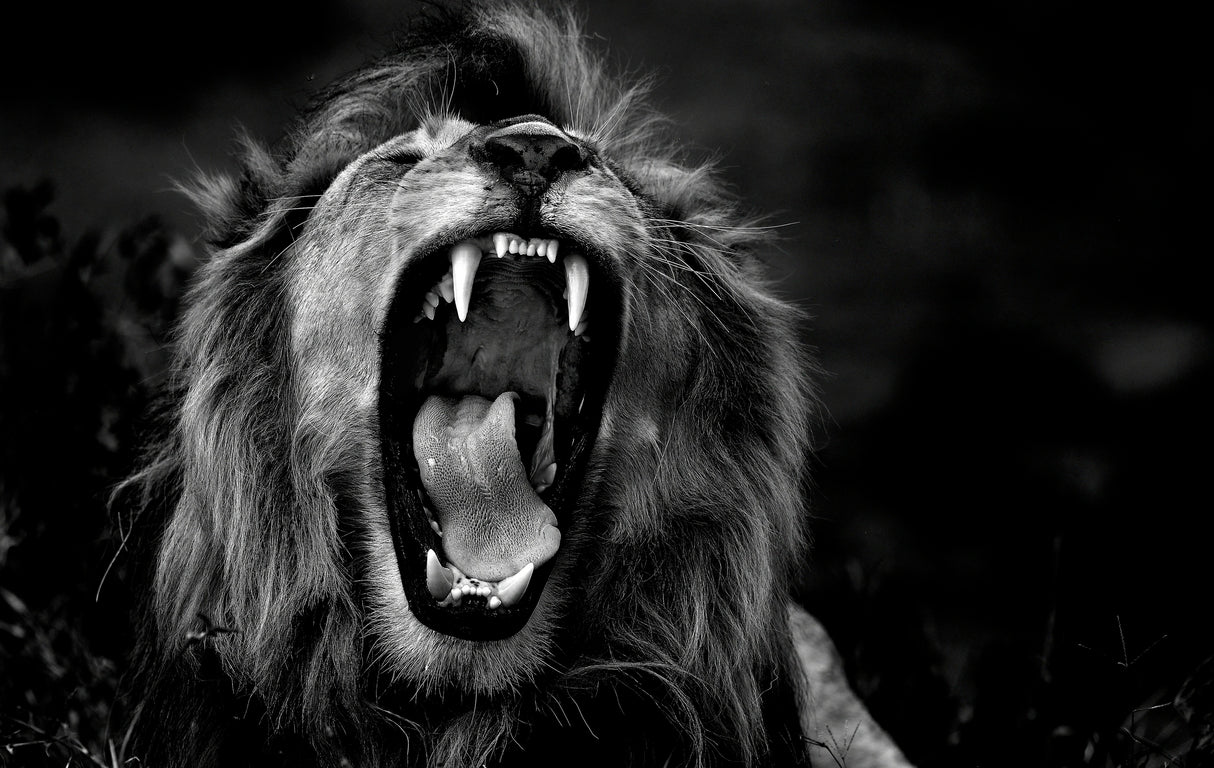 Roar Poster och Canvastavla