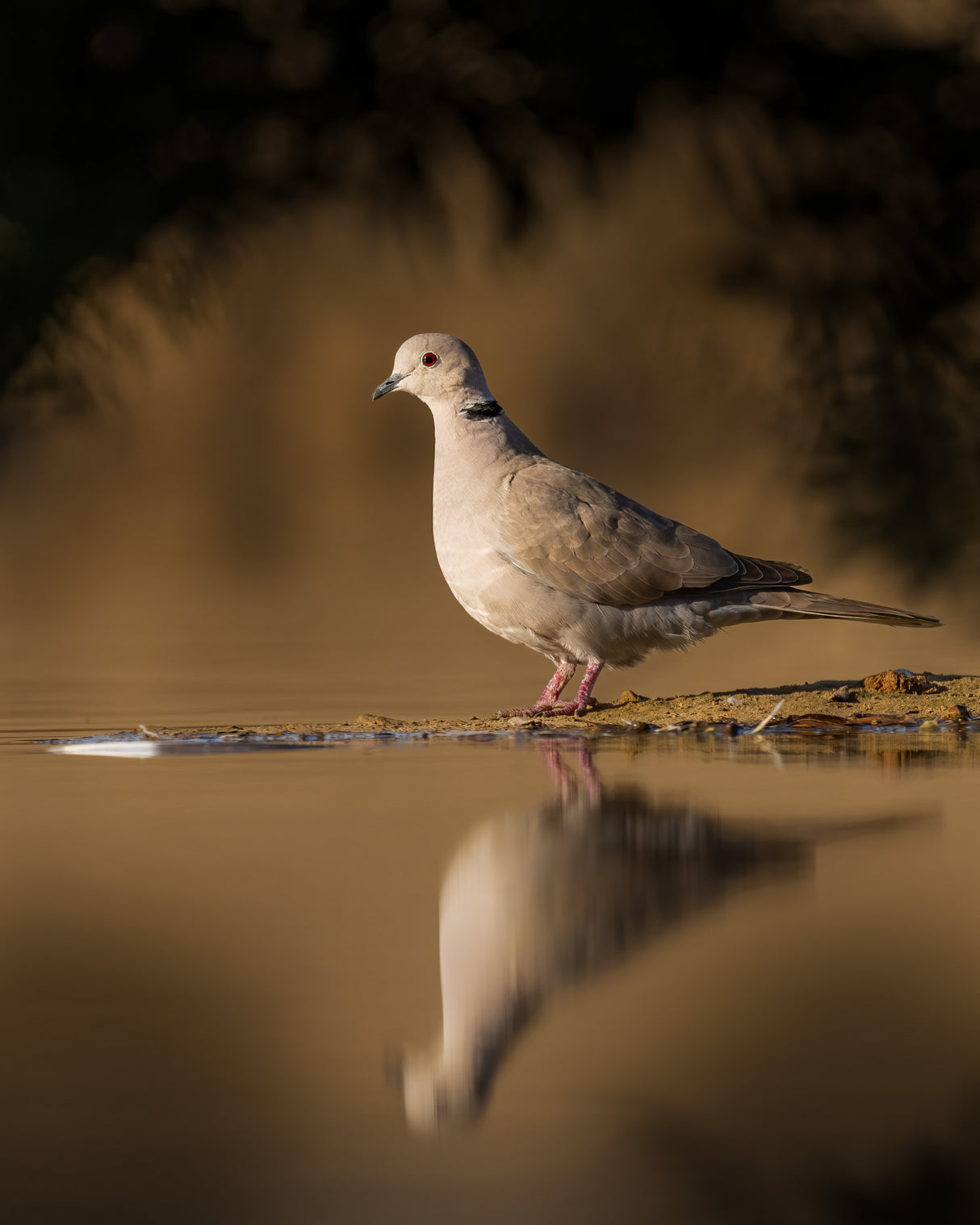 dove Poster och Canvastavla
