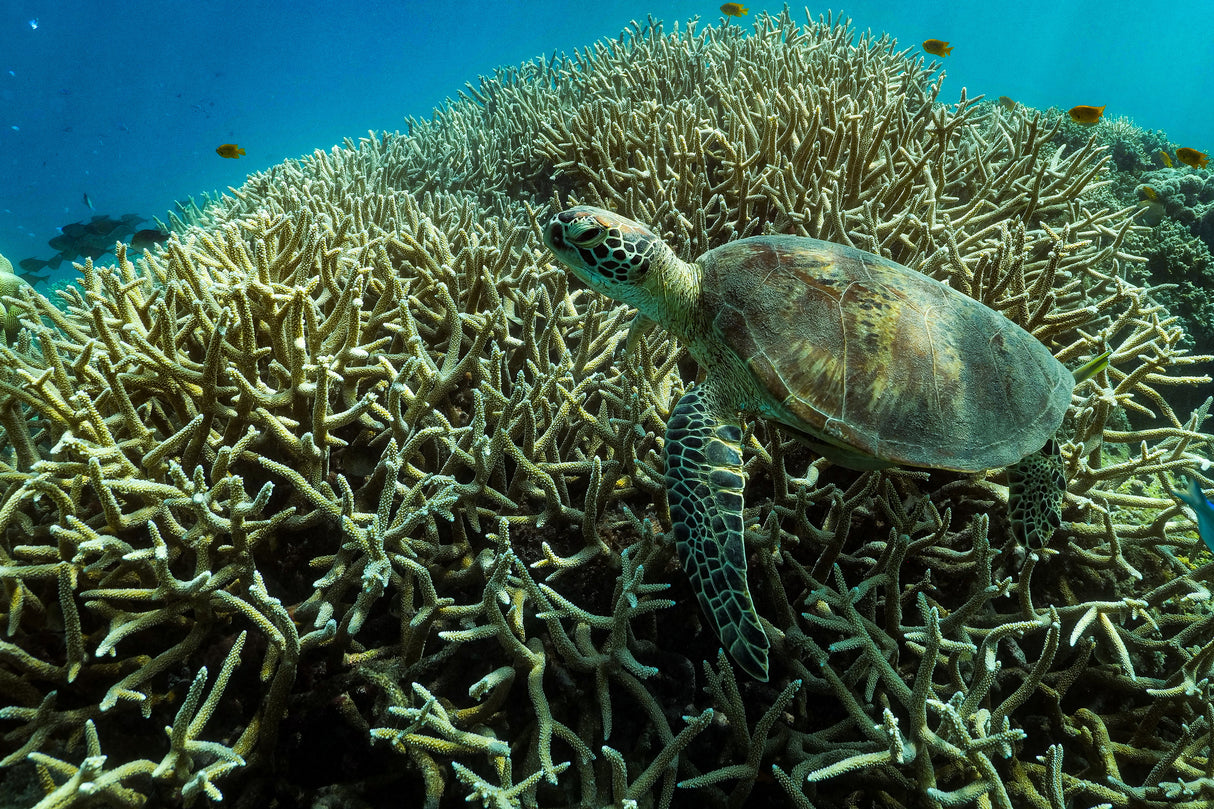 Living on the reef Poster och Canvastavla