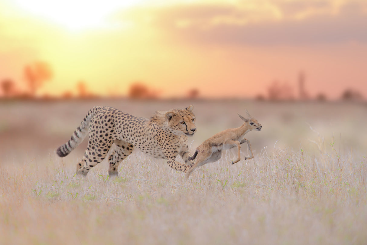Cheetah hunting a gazelle Poster och Canvastavla