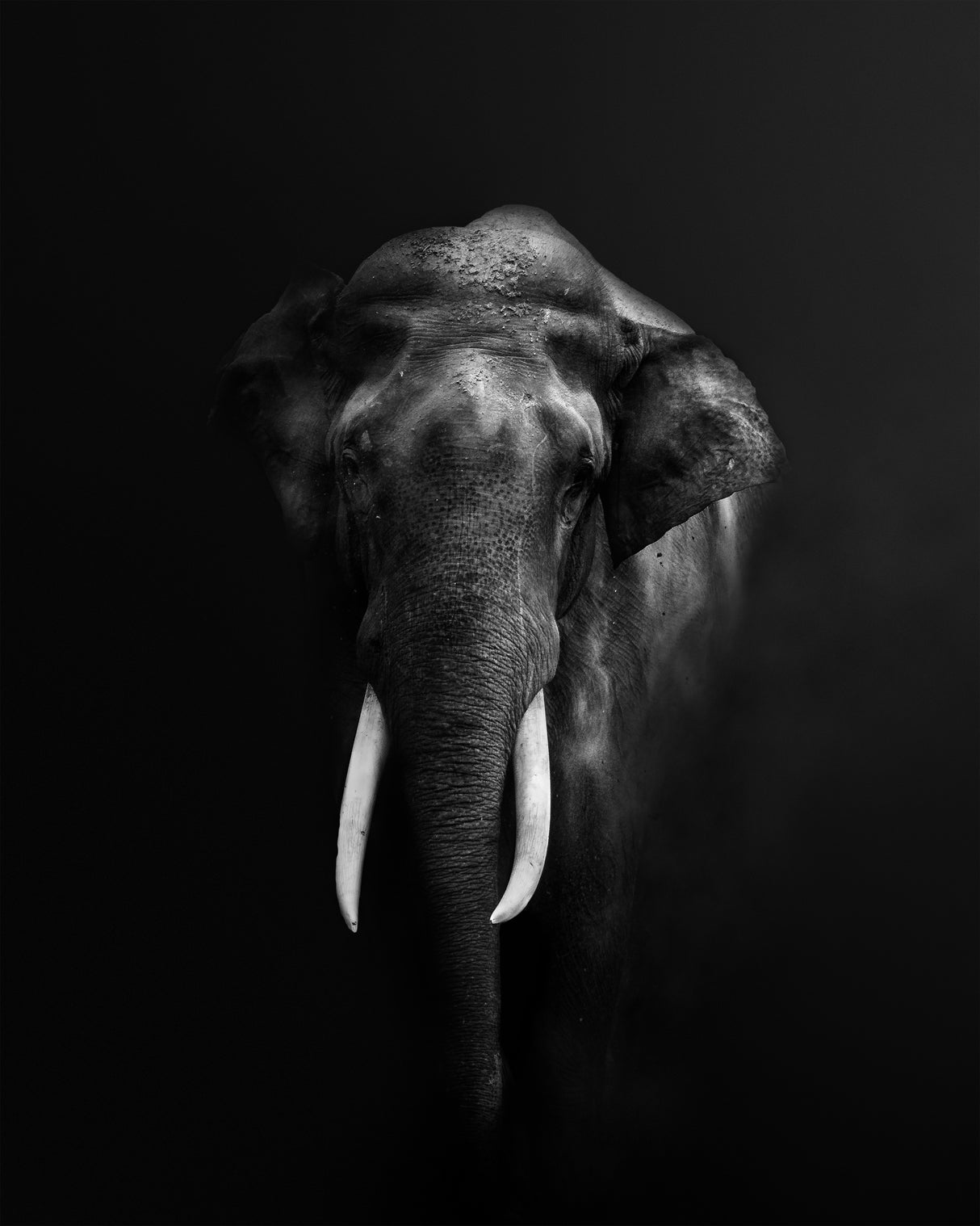 Elephant Portrait Poster och Canvastavla