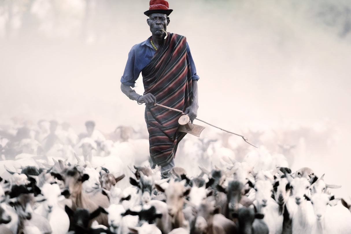 The herder Poster och Canvastavla
