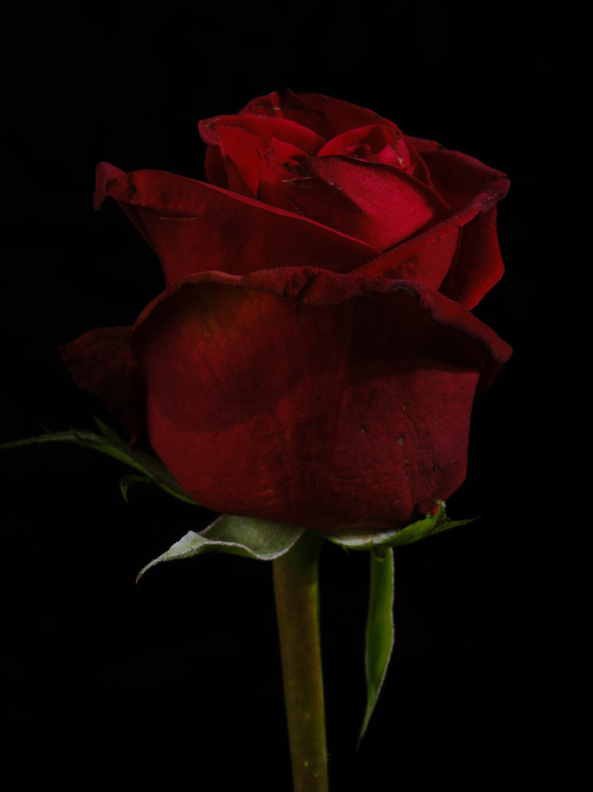 a beautiful red rose Poster och Canvastavla