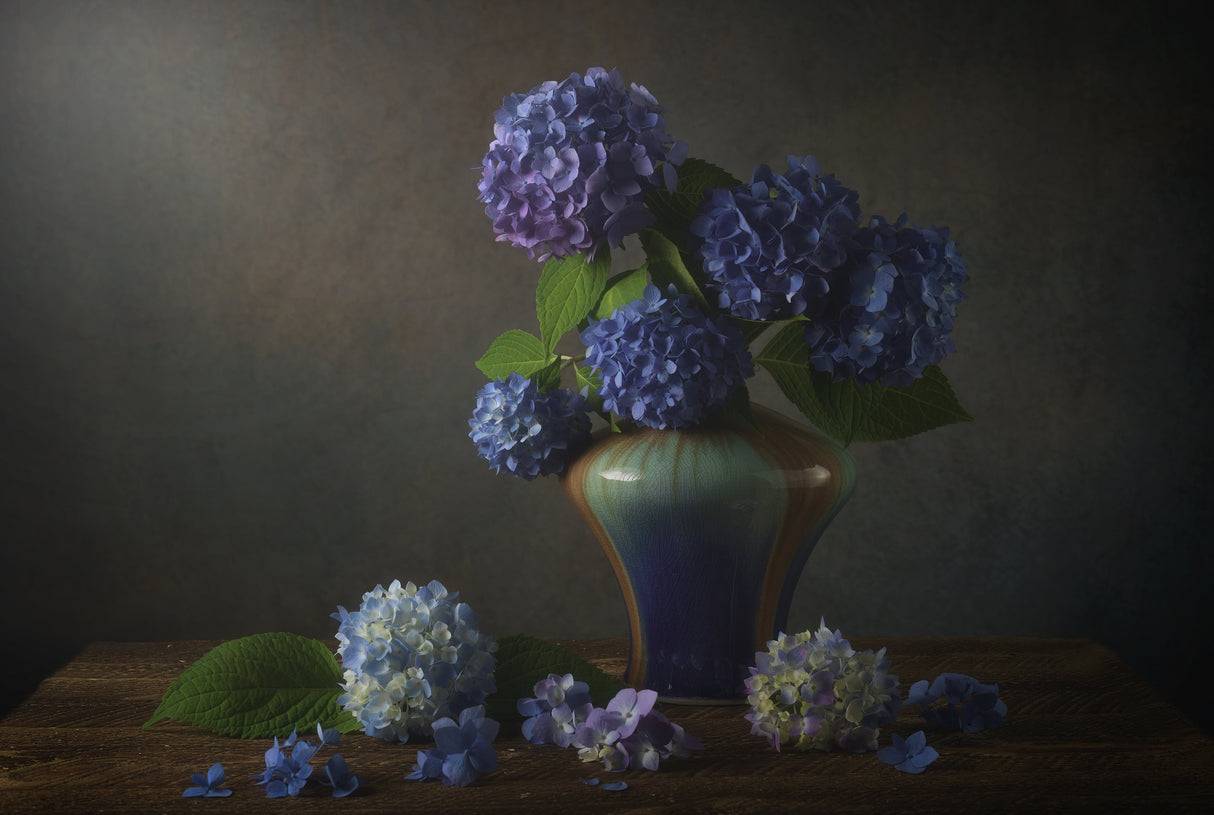 Hydrangea Poster och Canvastavla