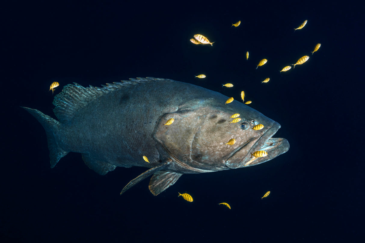 Giant grouper Poster och Canvastavla
