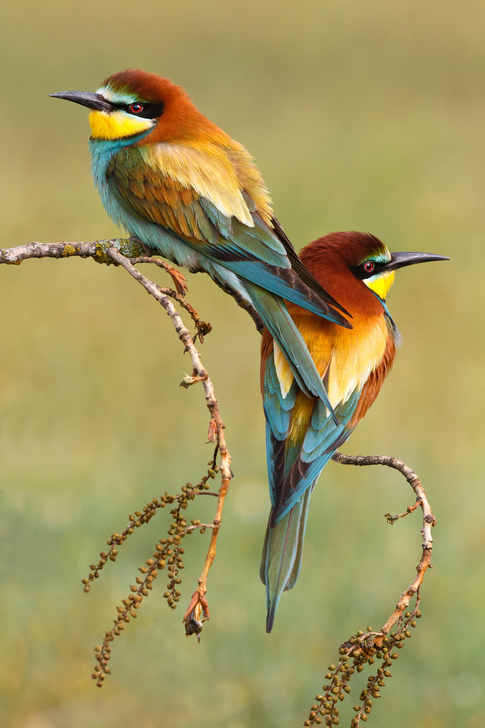 Bee-eaters in love Poster och Canvastavla