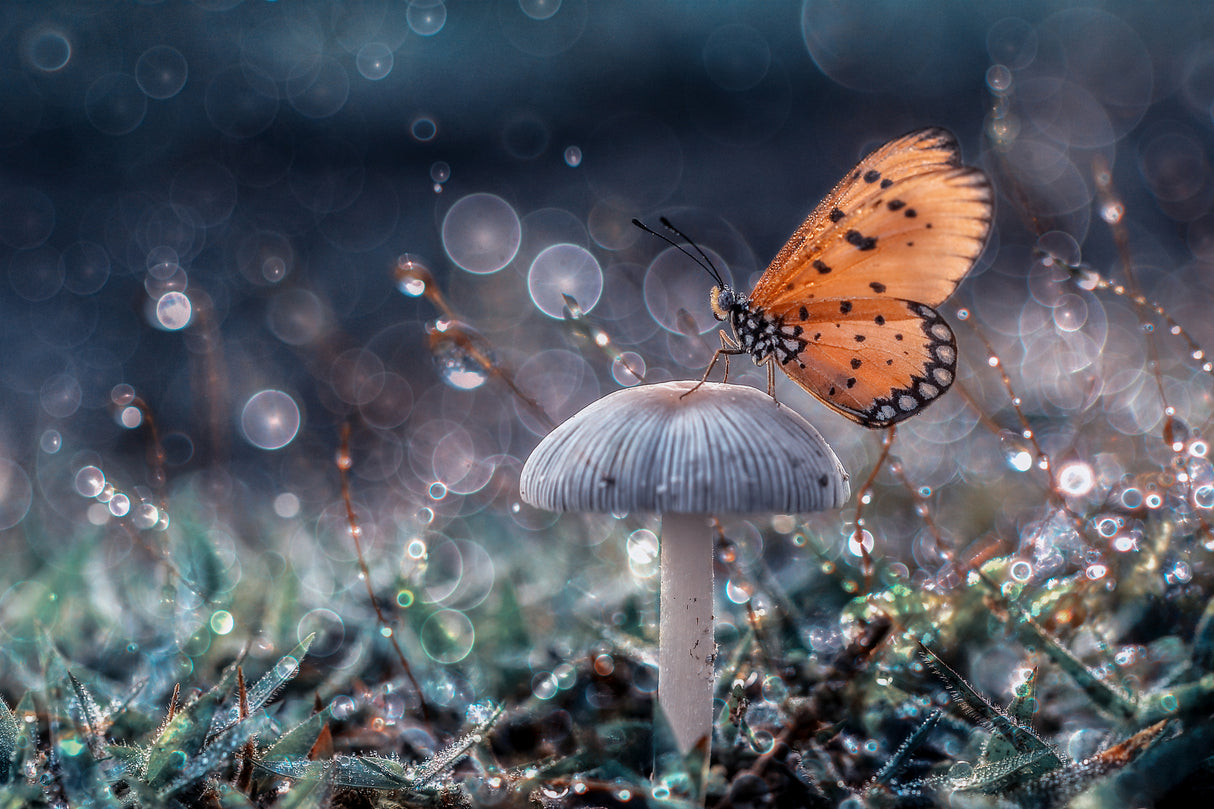 Butterfly and mushroom Poster och Canvastavla