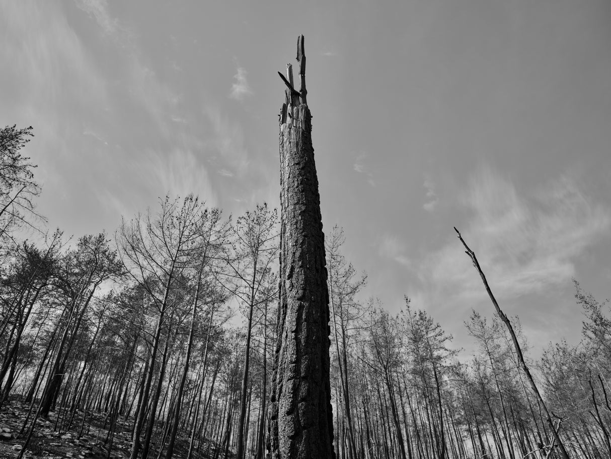 a burned tree Poster och Canvastavla