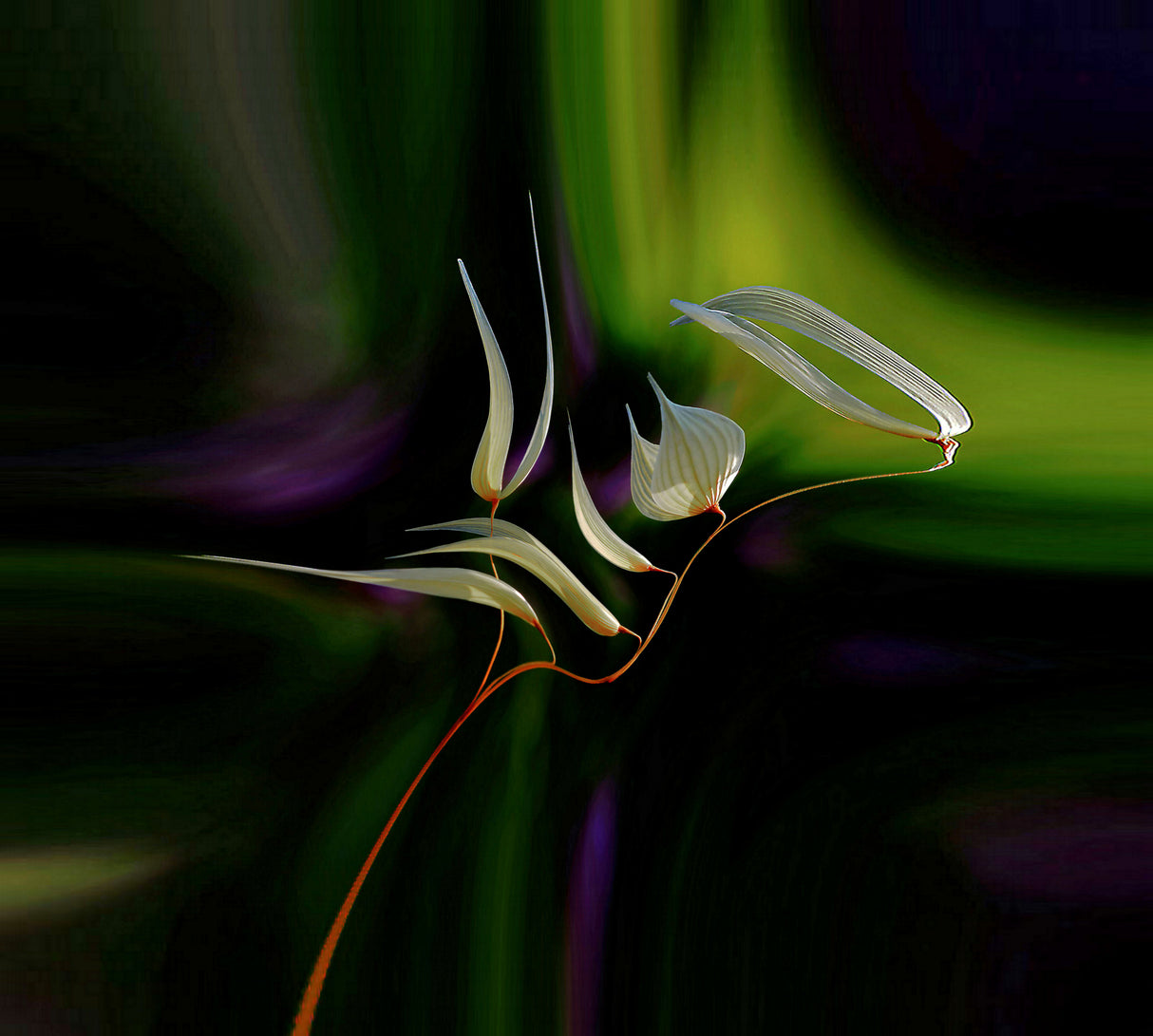 Symphony for an aurora borealis... Poster och Canvastavla
