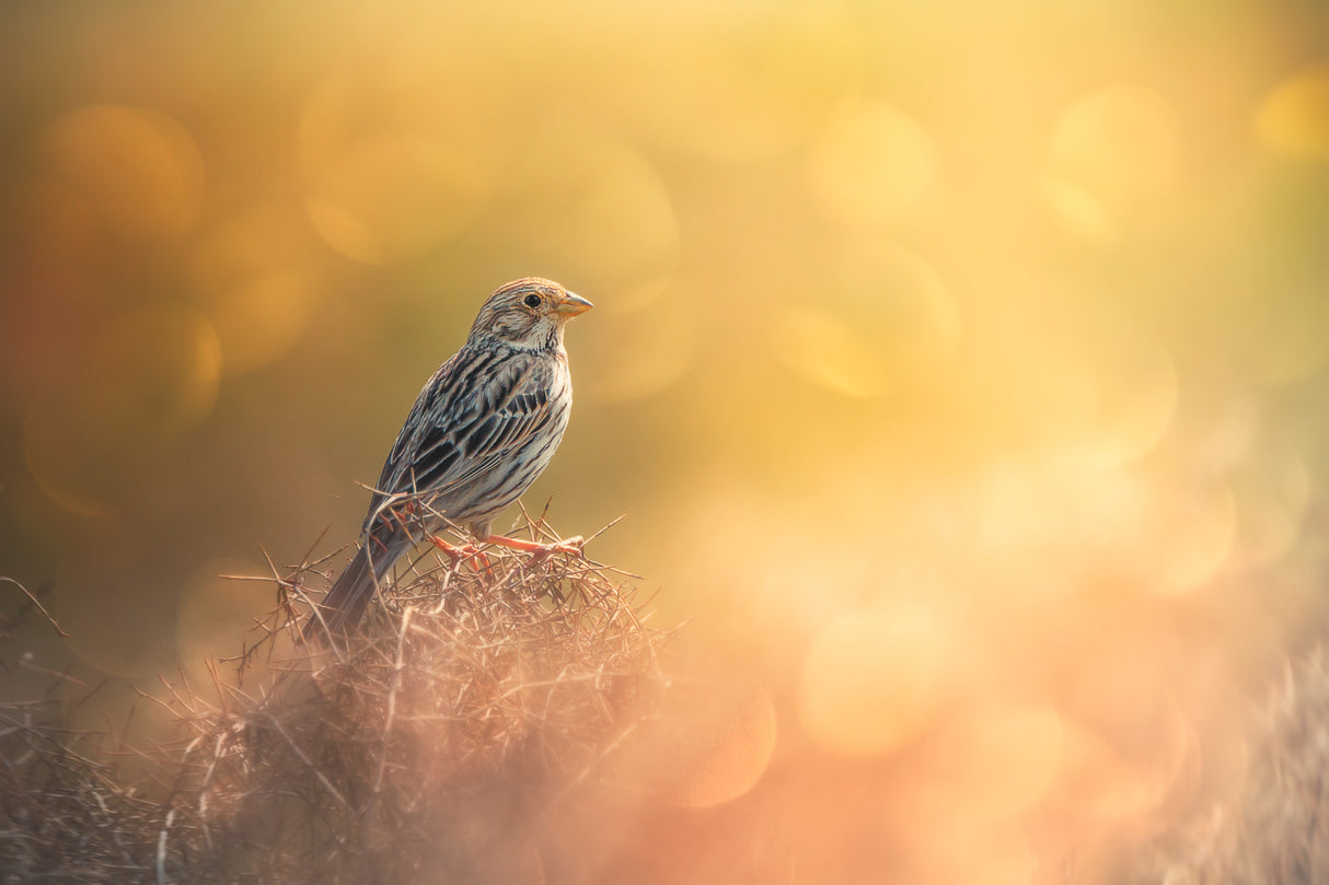 Lost in Bokeh Poster och Canvastavla