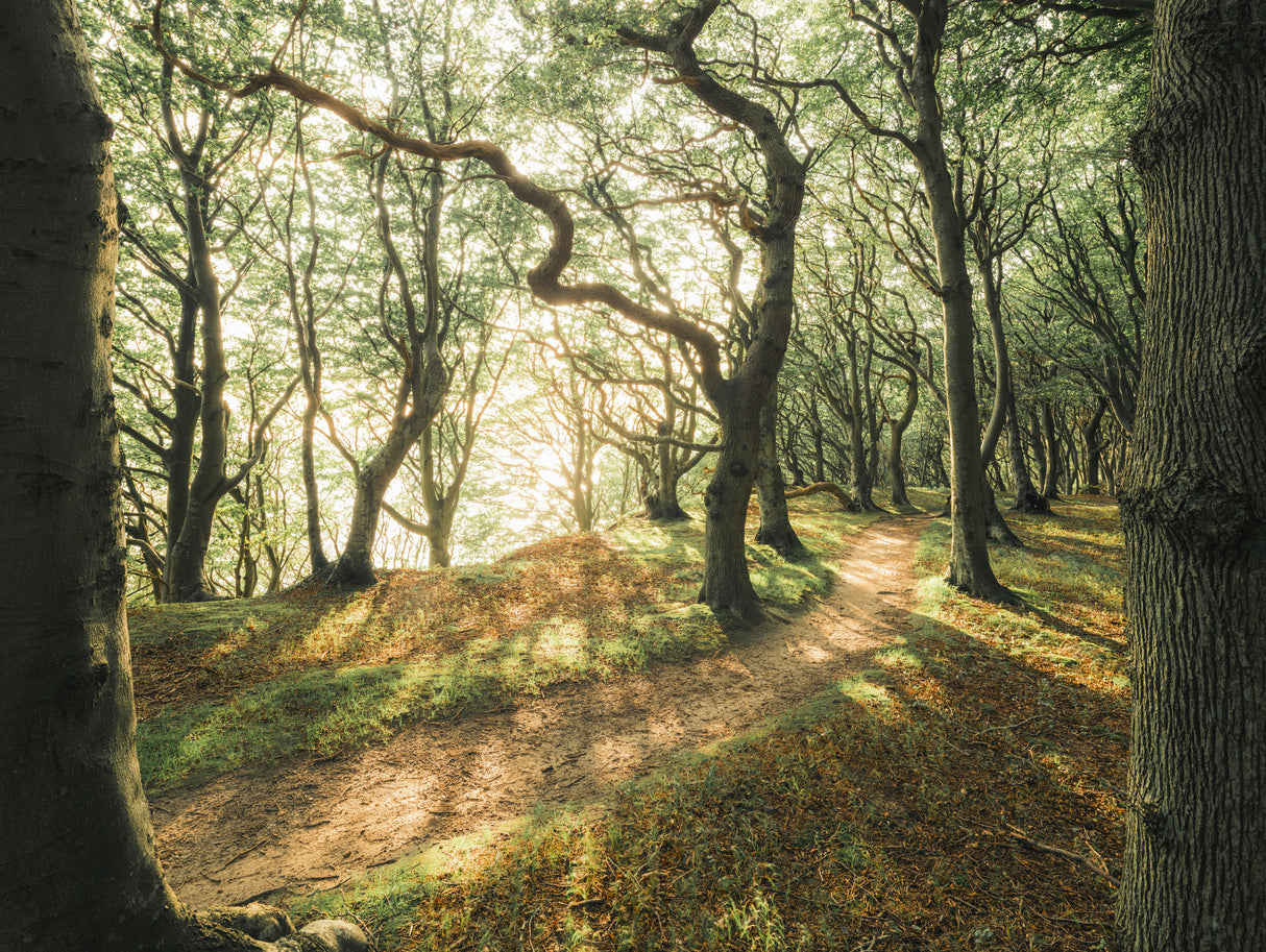 Magic Beech Wood Poster och Canvastavla