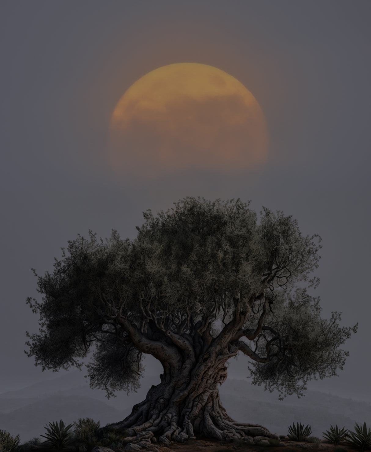 The old olive tree Poster och Canvastavla