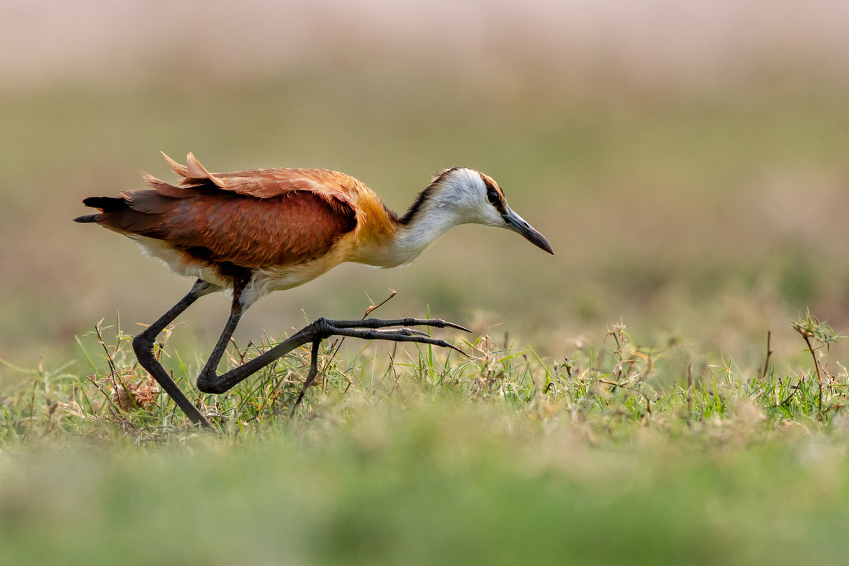 Jacana Walking Poster och Canvastavla