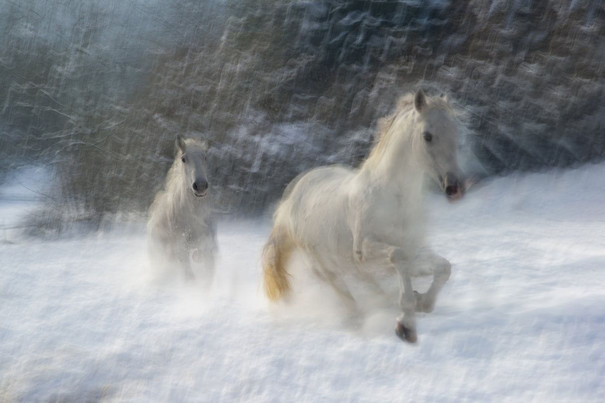 winter joy Poster och Canvastavla