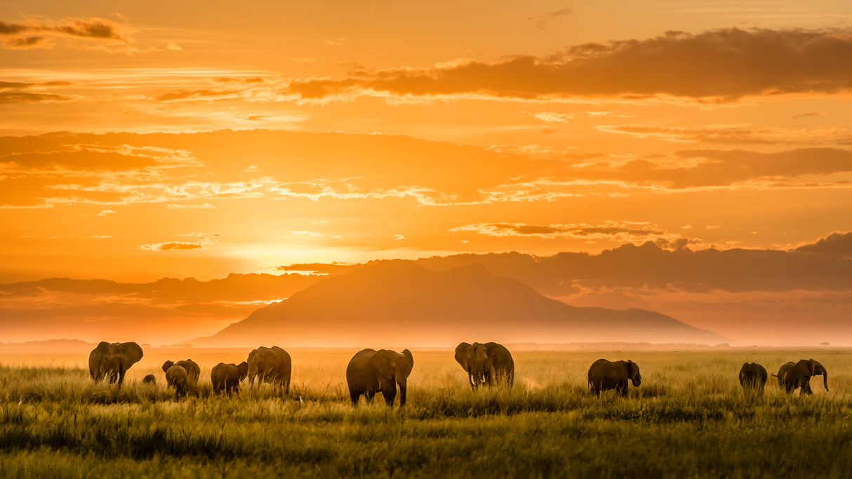 Golden Africa Poster och Canvastavla