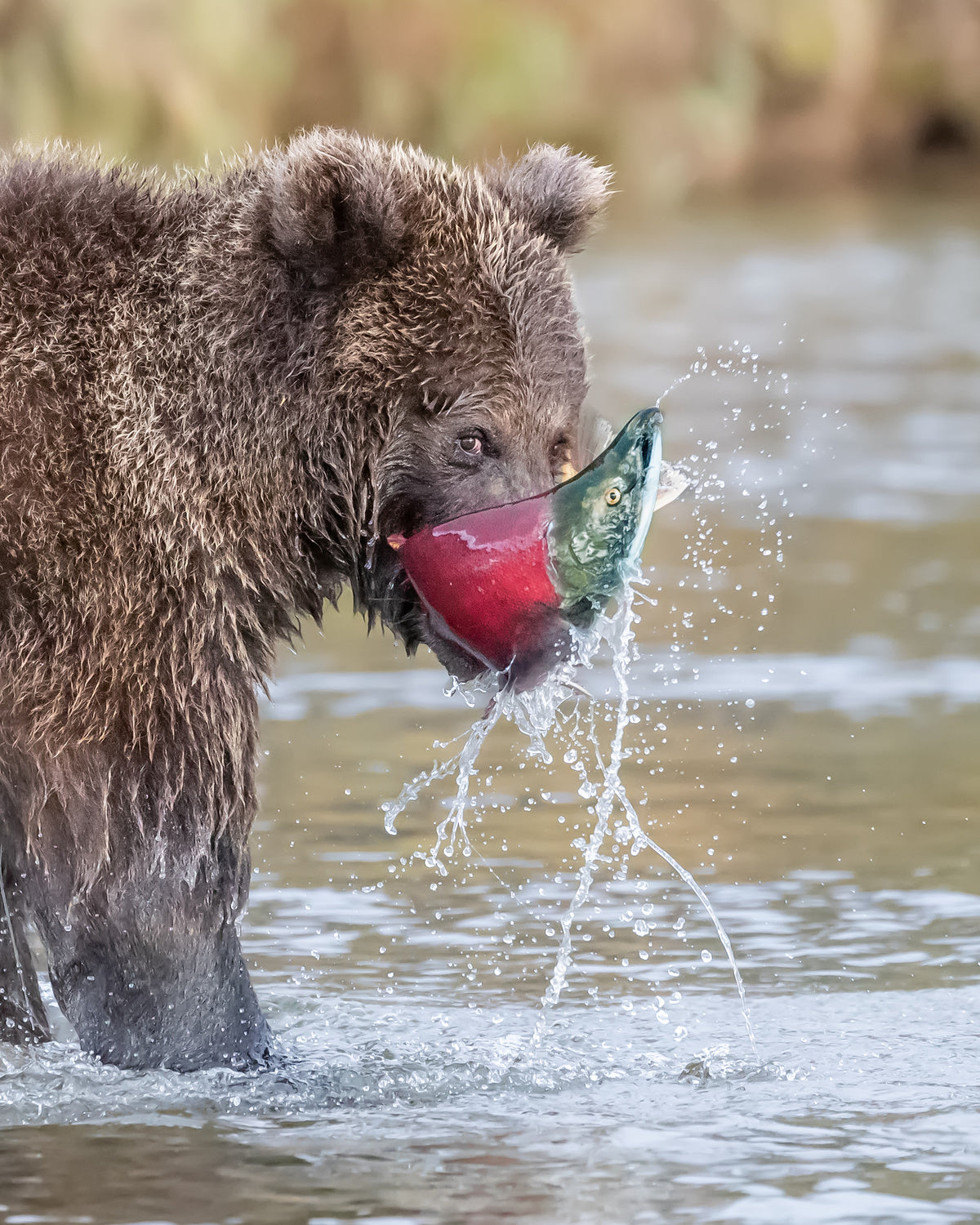 "Look my catch" Poster och Canvastavla