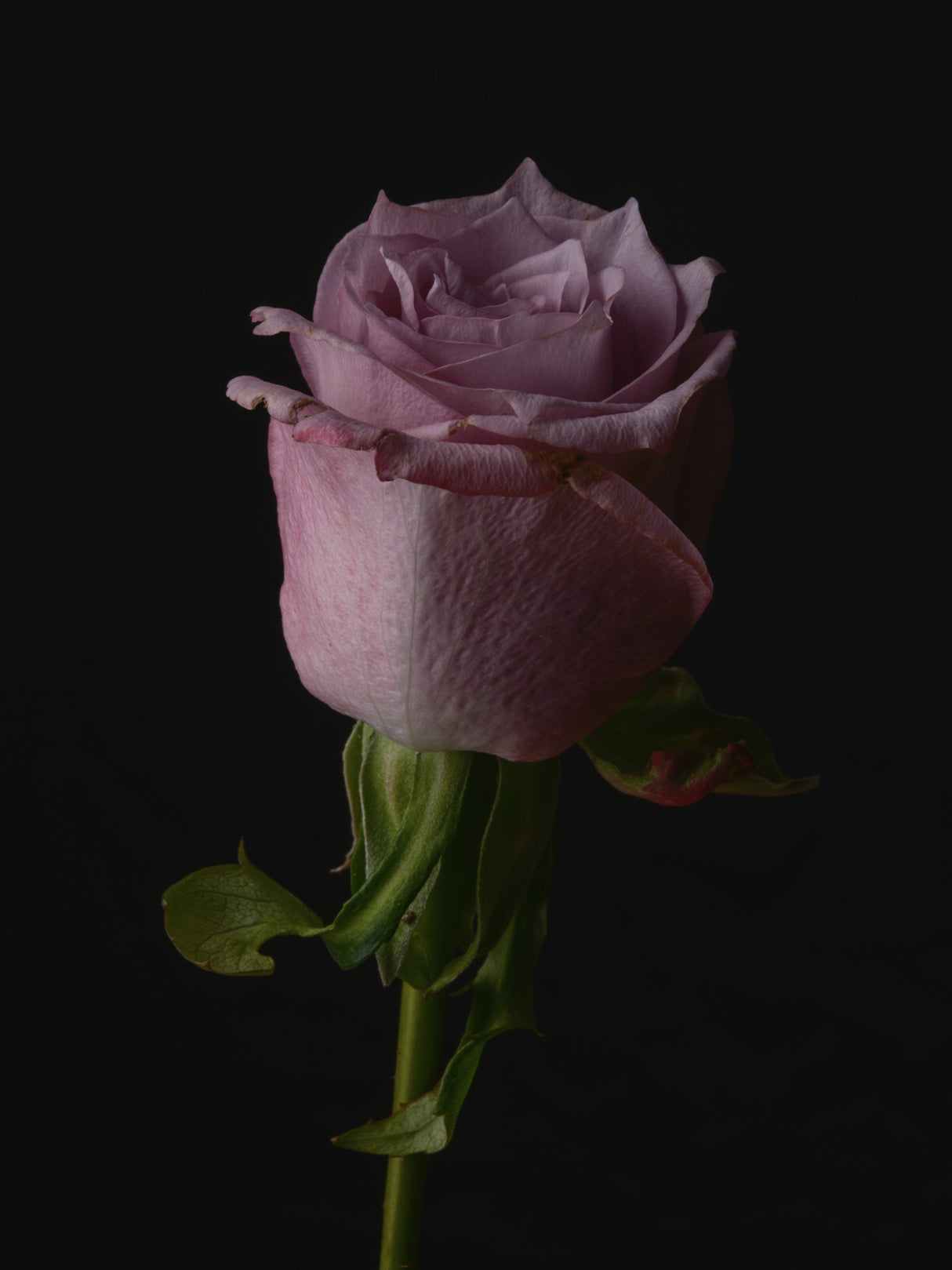 Pink Rose Poster och Canvastavla