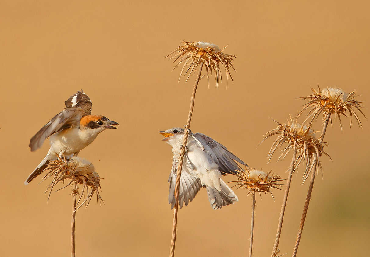Woodchat Shrike Poster och Canvastavla