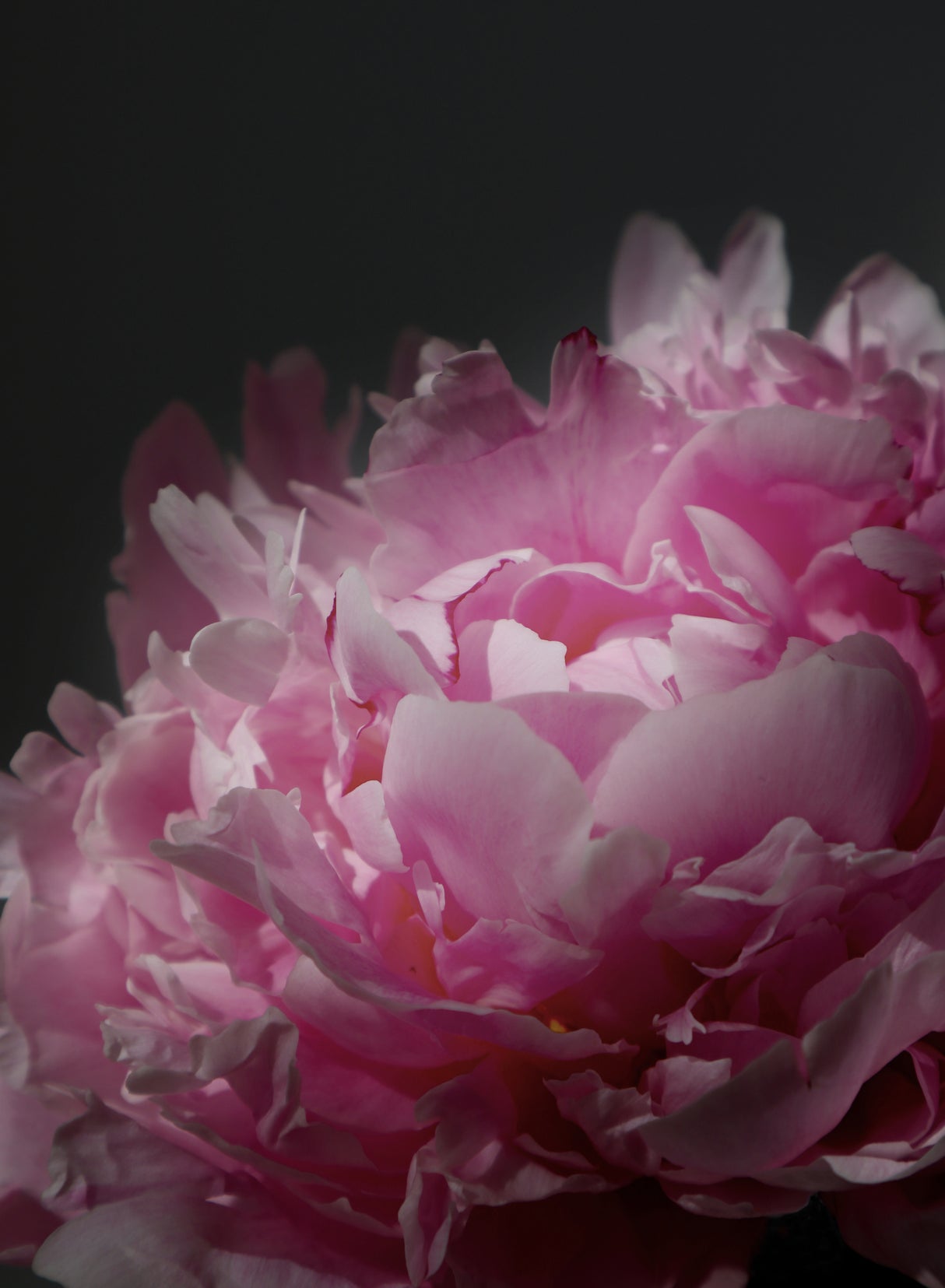 Moody pink peony I Poster och Canvastavla